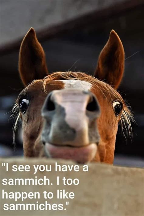 horse looking at camera meme